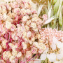 aurorayer Fleurs Séchées, Fleurs Sechees Naturelles Vraies Fleurs Pressées Séchées Decoration pour Scrapbooking Bougie Bricolage