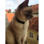 Grenhaven Porte-Adresse Étiquette d'adresse d'identification pour Chien et Chat, Conteneur Tube Anti-Perte, Pendentif Collier po
