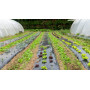 Areso Film de Paillage pour Potager, Film Noir 1x50 m, Rouleau sans Trous | Bâche jardin anti mauvaise herbes, paillage agricole