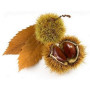 Châtaignier BIO (Castanea Sativa) – Macérat concentré de bourgeons frais