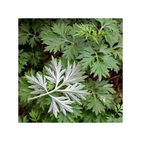 Médicinales chinoises graines herbe d'absinthe, Famille Artemisia annua Graines 200pcs