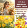 Vautvis 159 Fleurs Séchées Naturelles avec 1 Pince | Vraies Fleurs Pressées, Décoration Scrapbooking, Bougie Bricolage, Résine É
