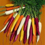 Adolenb Jardin-50pcs / sac multicolore Graines carotte Heirloom bio Graines Légumes Fruits ginseng carotte Graines Plante en pot