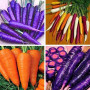 Adolenb Jardin-50pcs / sac multicolore Graines carotte Heirloom bio Graines Légumes Fruits ginseng carotte Graines Plante en pot