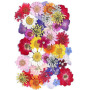 CENPEK Fleurs pressées séchées Fleurs séchées Naturelles Vraies Fleurs pressées Fleurs séchées colorées pour Bijoux en résine Na