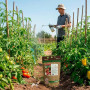 CULTIVERS Engrais calcium pour tomates et poivrons 1 kg, écologique, action immédiate, correcteur de carences, améliore la fruct